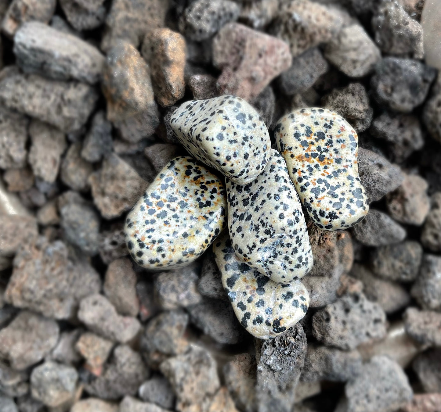 Dalmatian Jasper Tumbled Stones