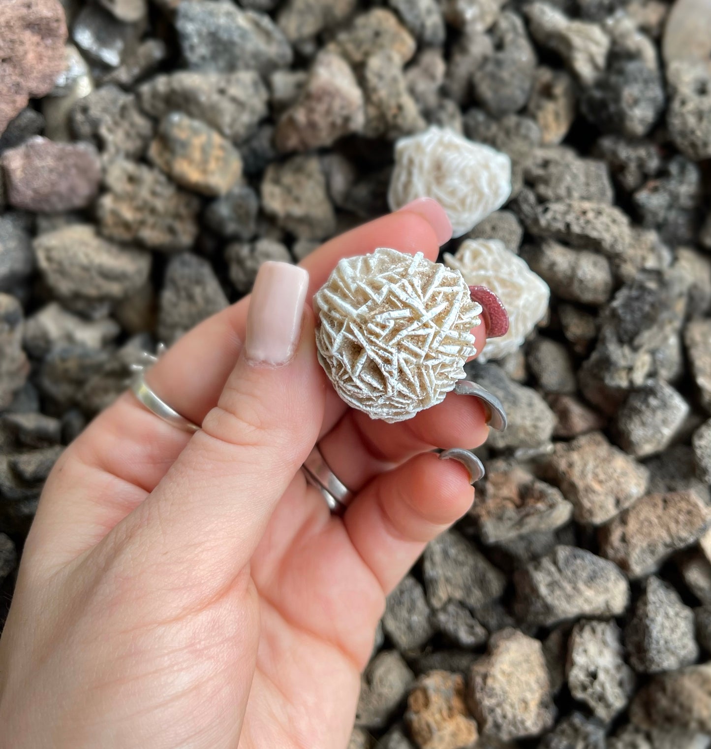 Selenite Desert Gypsum Clusters